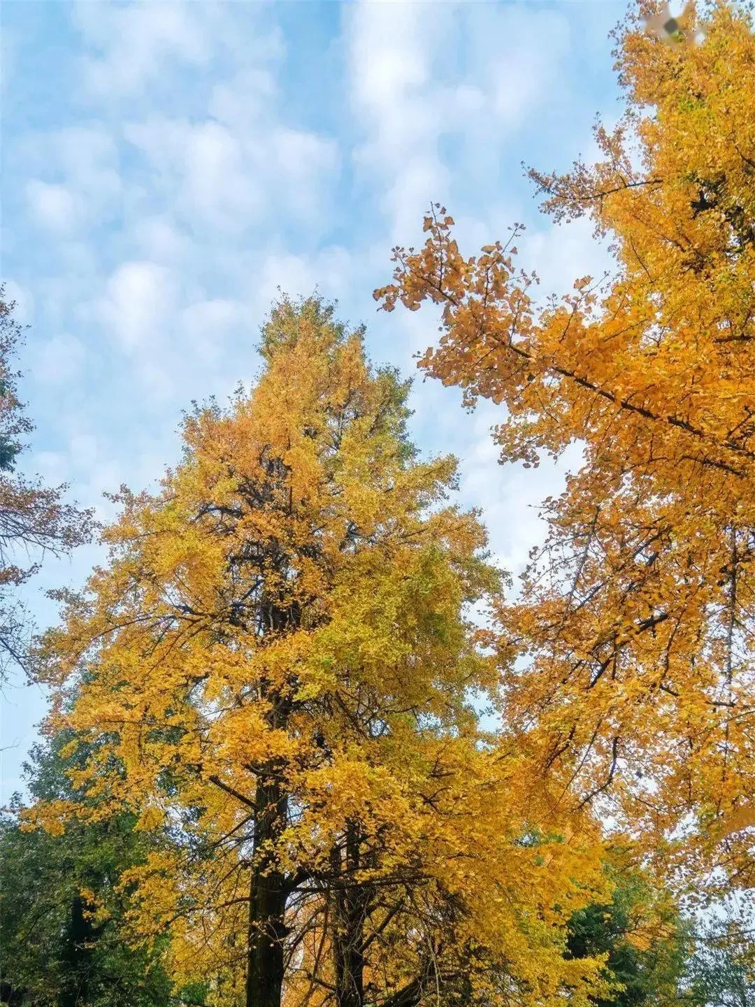 益阳藏着2000多岁的银杏王🍂惊艳整个深秋