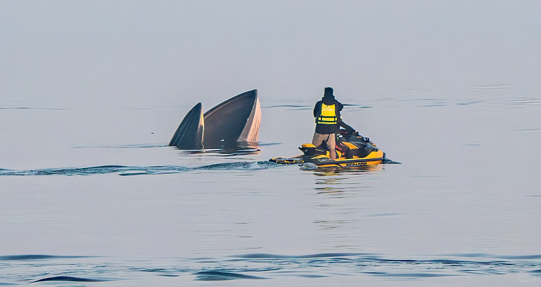 涠洲岛冬季与鲸鱼相约