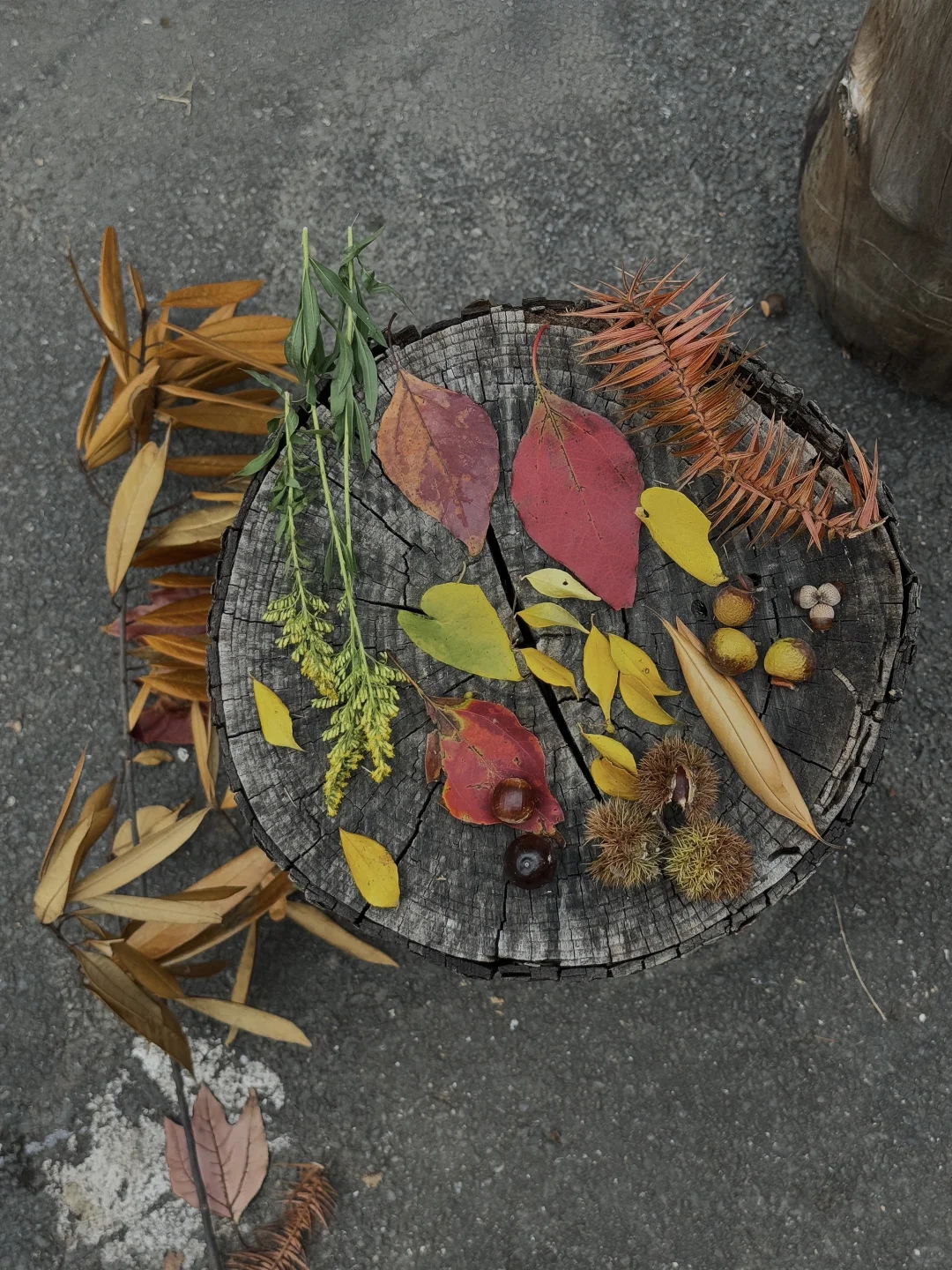 送你一份秋日免费礼物，进山去捡秋🍂