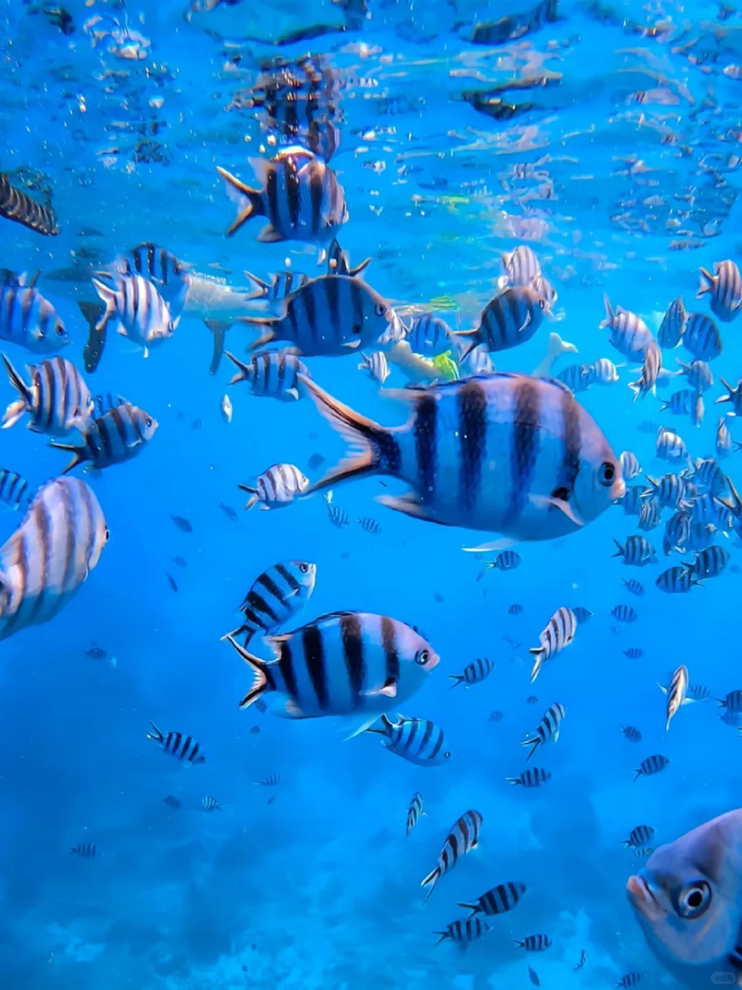 春节躲寒选斐济！7天5晚玩出高性价比