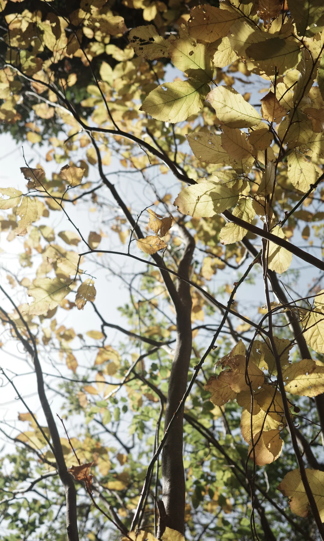东钱湖福泉山大环线 去晚了