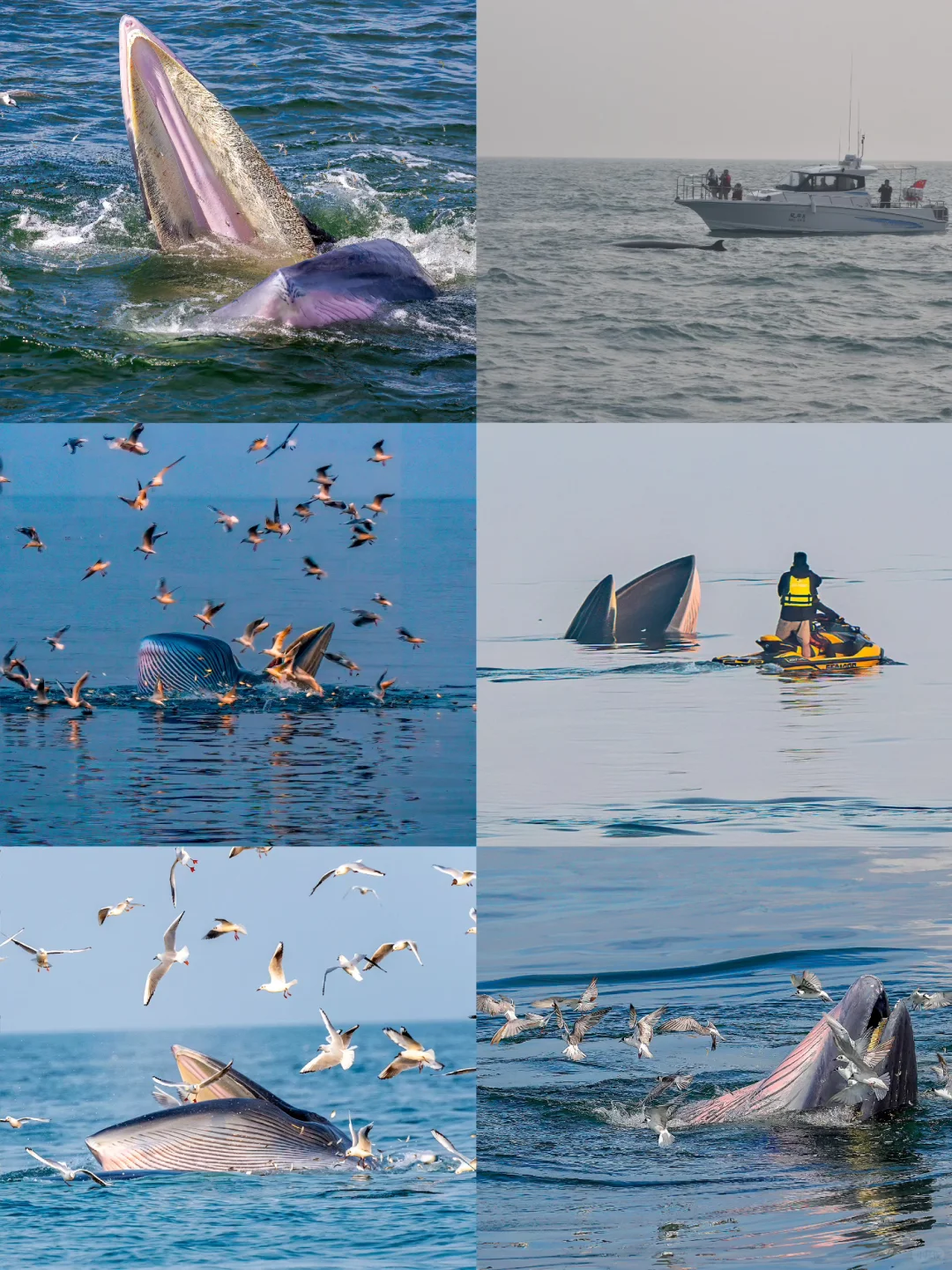 涠洲岛冬季与鲸鱼相约