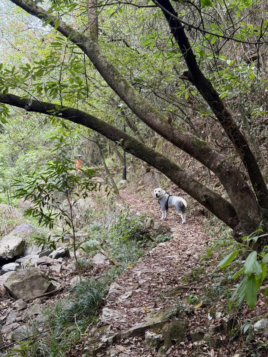 你问我厦门同安遛狗有多爽？ 如图所示！！