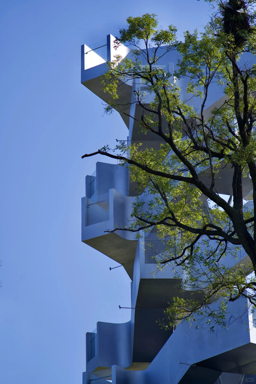 在武汉蔡甸找到了鹿客岛的平替,乌桕树已红