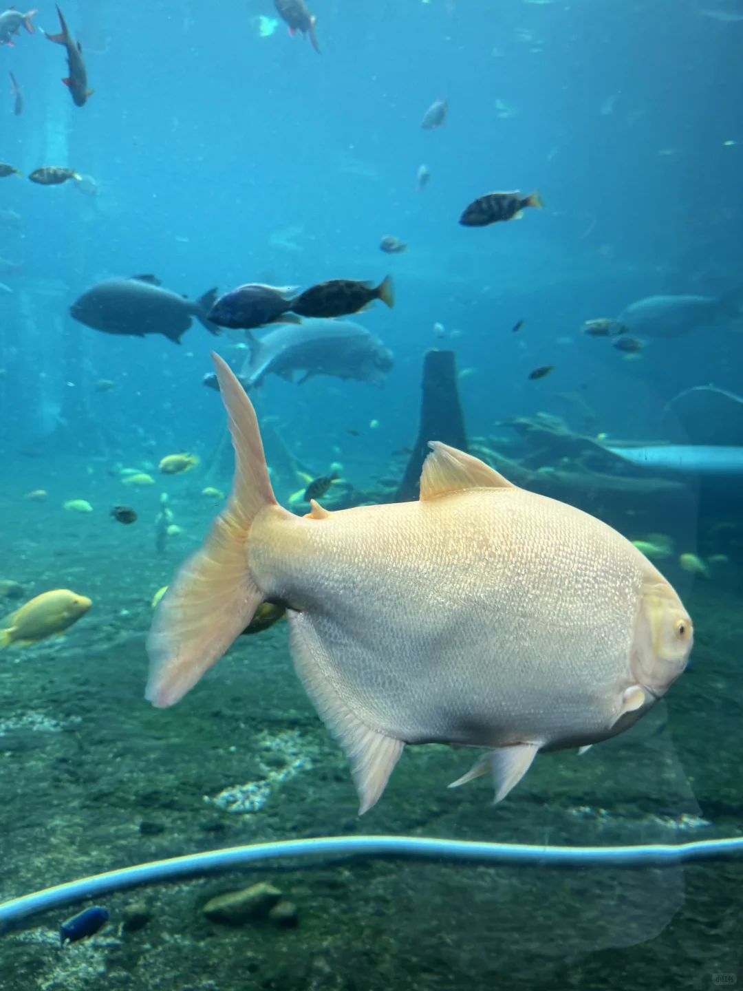 3.8折拿下珠海长隆吃住玩套餐,双11囤好价!