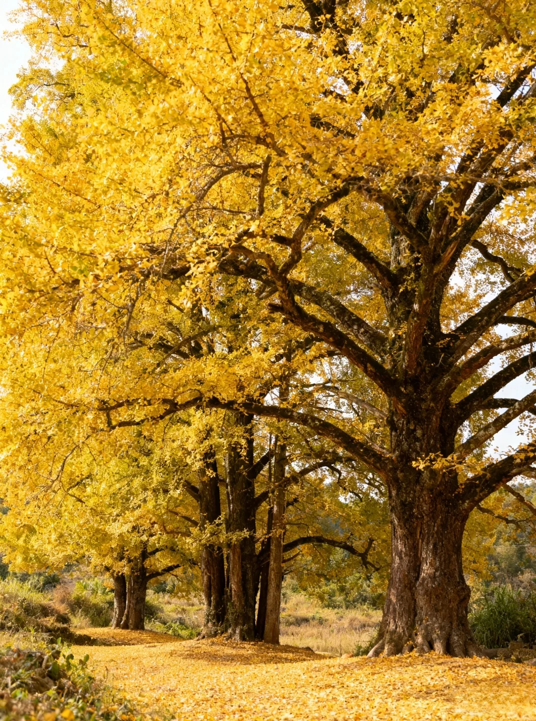 我私藏最美9条江浙沪赏秋路线🍂没有平替
