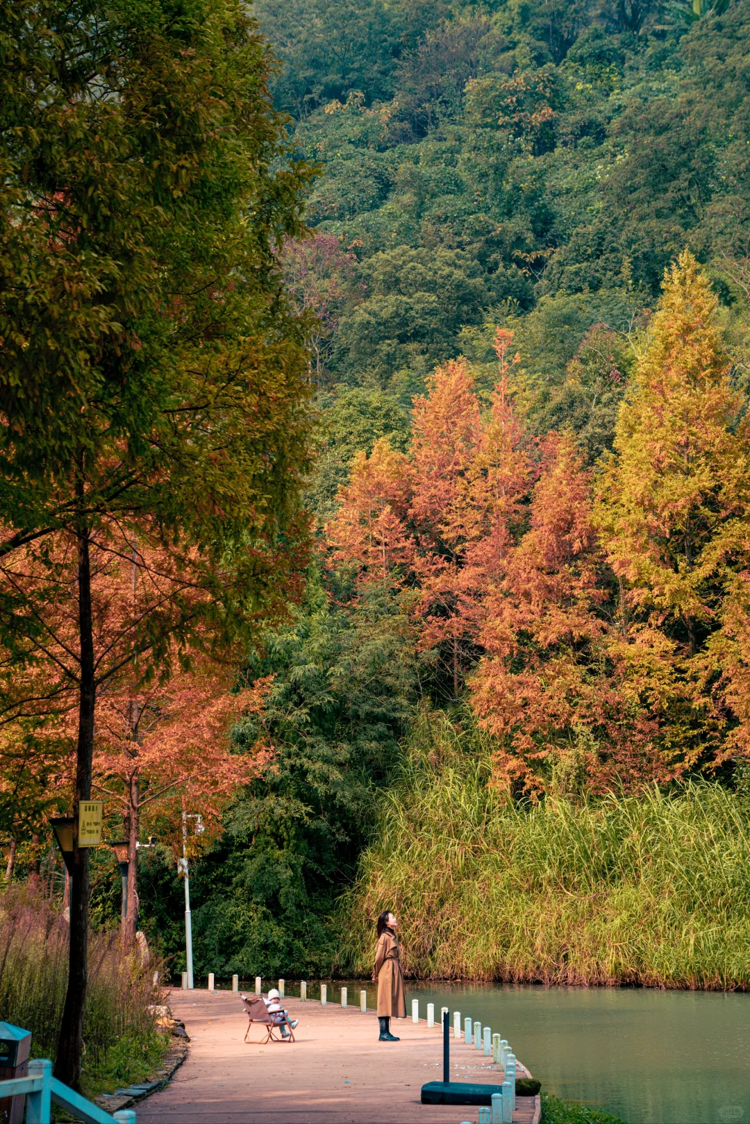 🍂北碚这条免费小众路线藏了整个秋天！