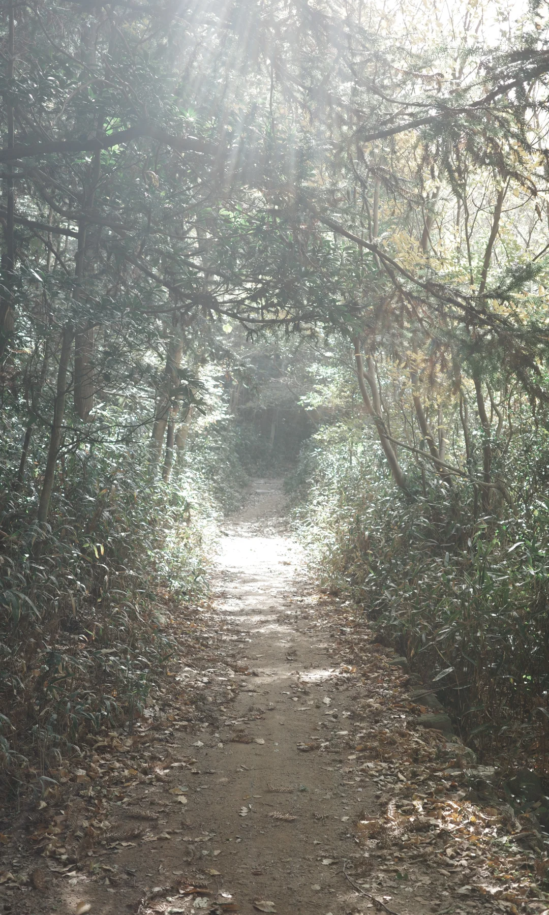 东钱湖福泉山大环线 去晚了