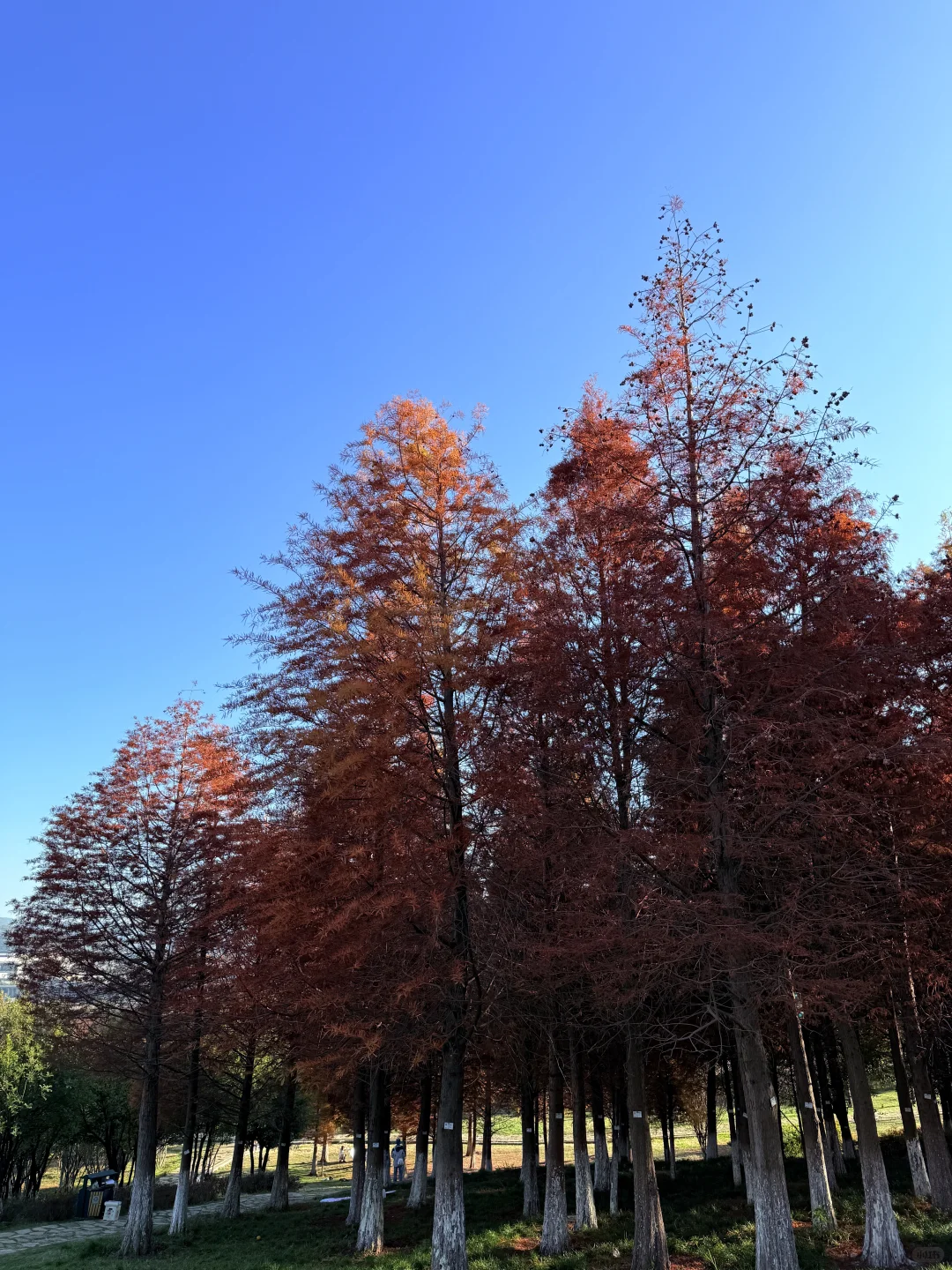 秋天的氛围感，我给满分🍂