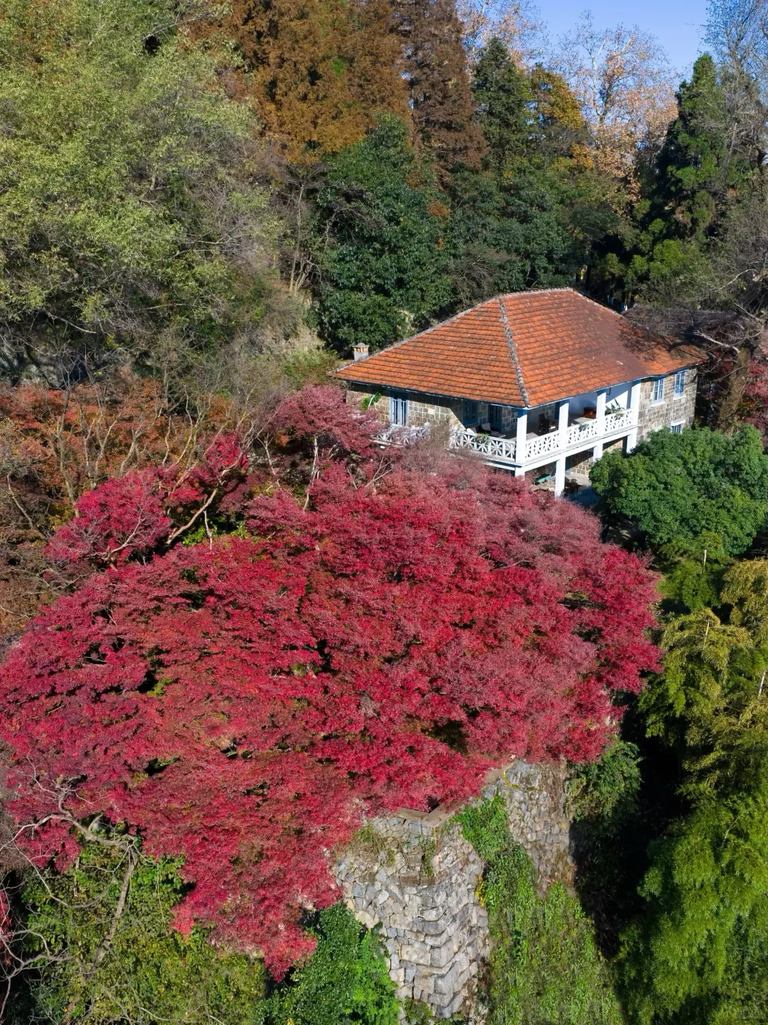 2025.11.20|莫干山的秋天红枫🍁杀疯了‼️