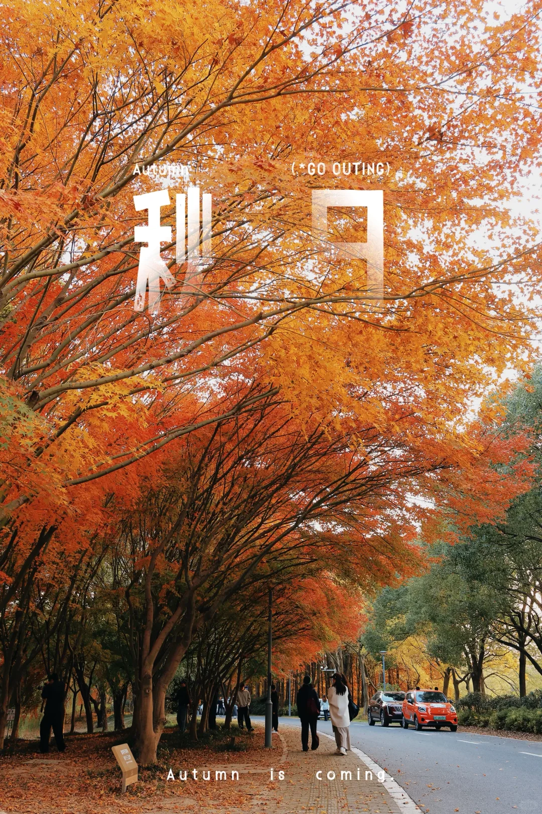 虎丘湿地公园|封神的水杉与红枫🍁,附全攻略