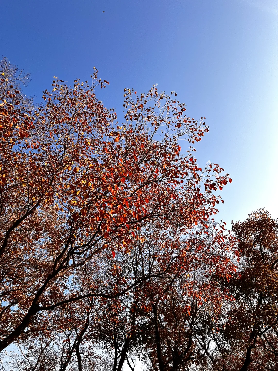 11.12实况|临沂的秋天已经美到next level了