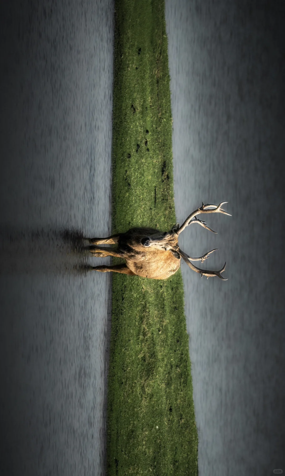 周末去了趟盐城，朋友都以为去了肯尼亚