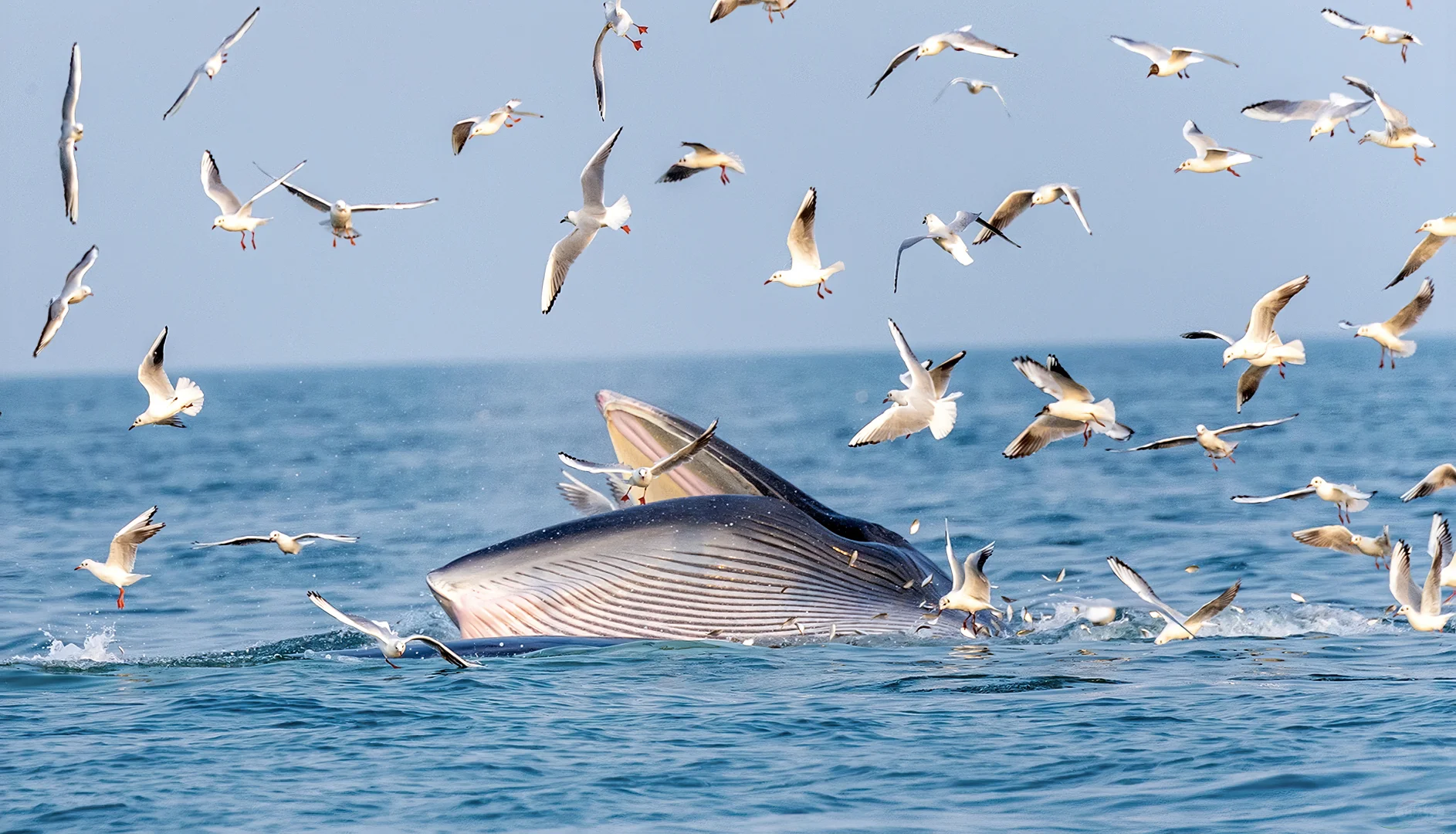 涠洲岛冬季与鲸鱼相约