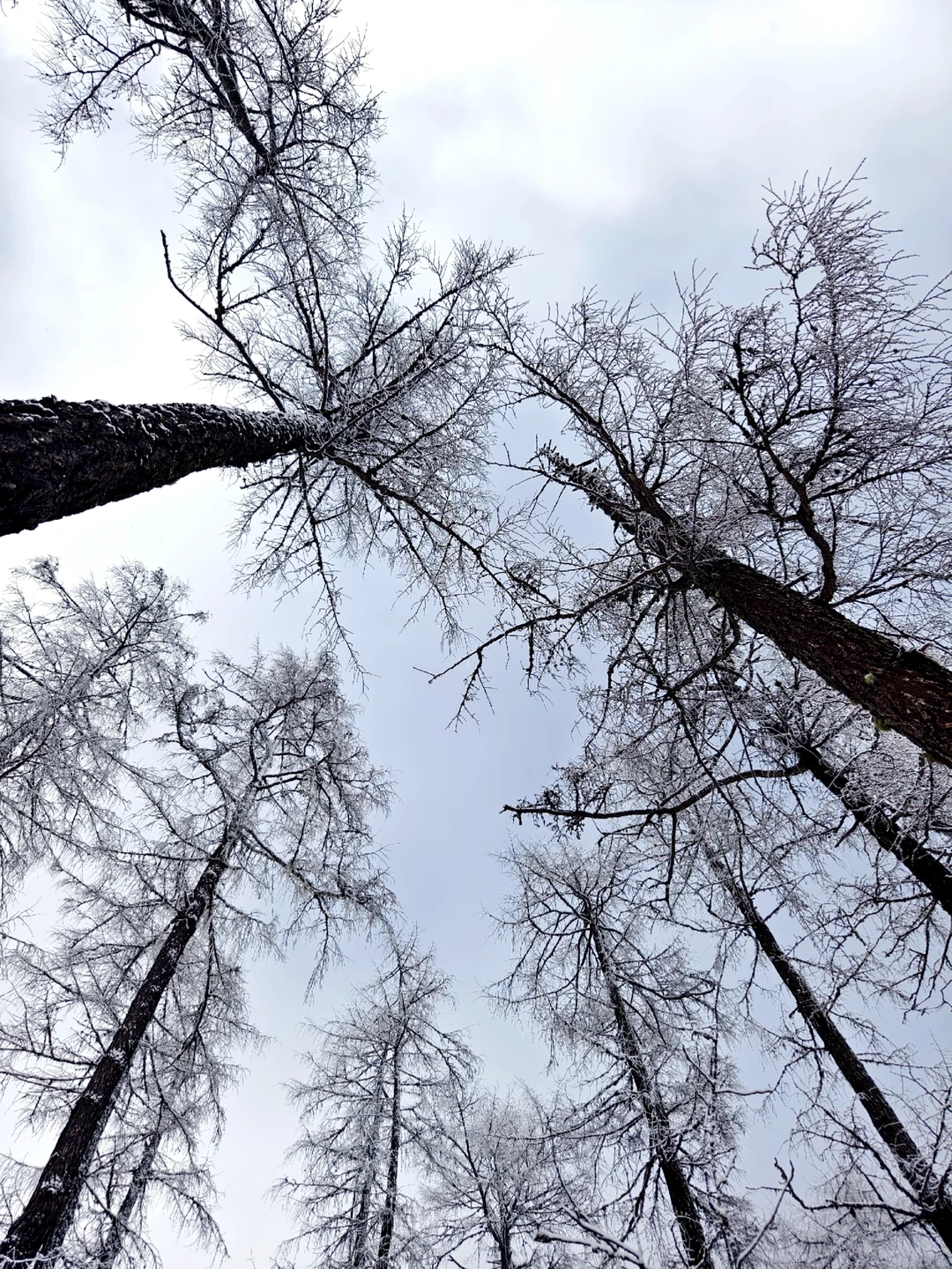 成都周边玩雪日记❄️|又免门票啦