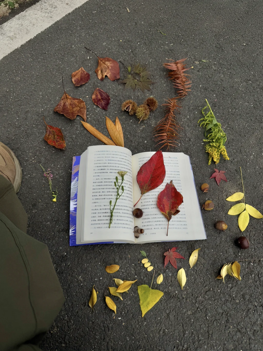 送你一份秋日免费礼物，进山去捡秋🍂