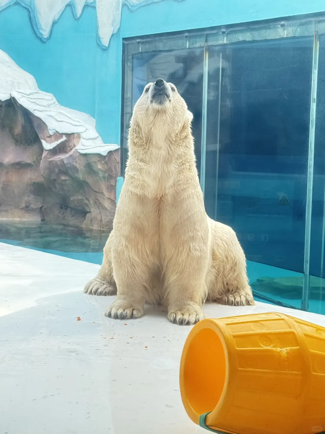 🐧哈尔滨极地公园顶流合集！一天玩够核心亮