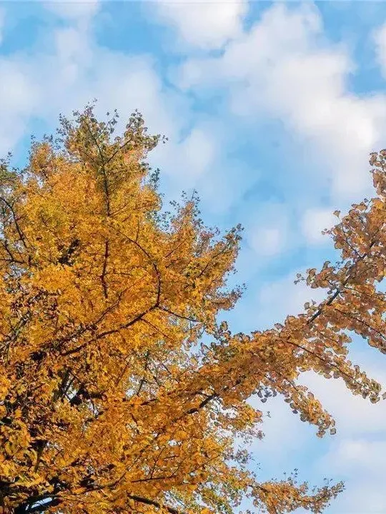 益阳藏着2000多岁的银杏王🍂惊艳整个深秋