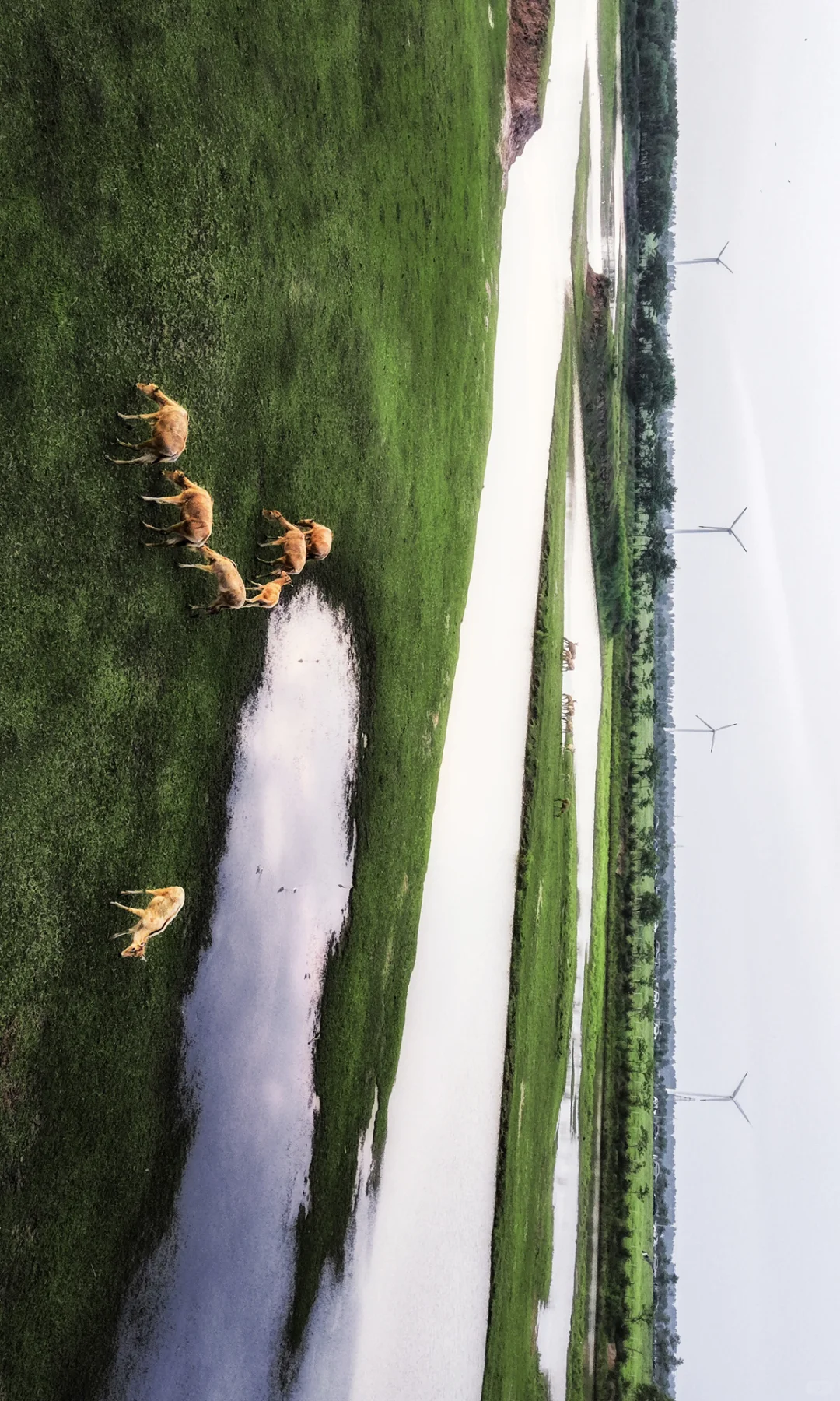 周末去了趟盐城，朋友都以为去了肯尼亚