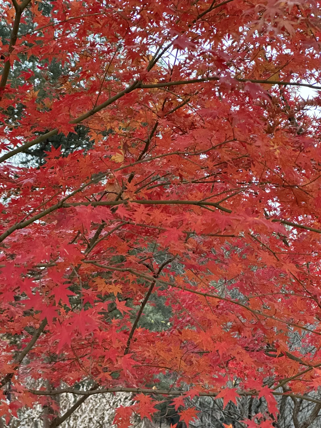 明孝陵3号门最快免费入园攻略