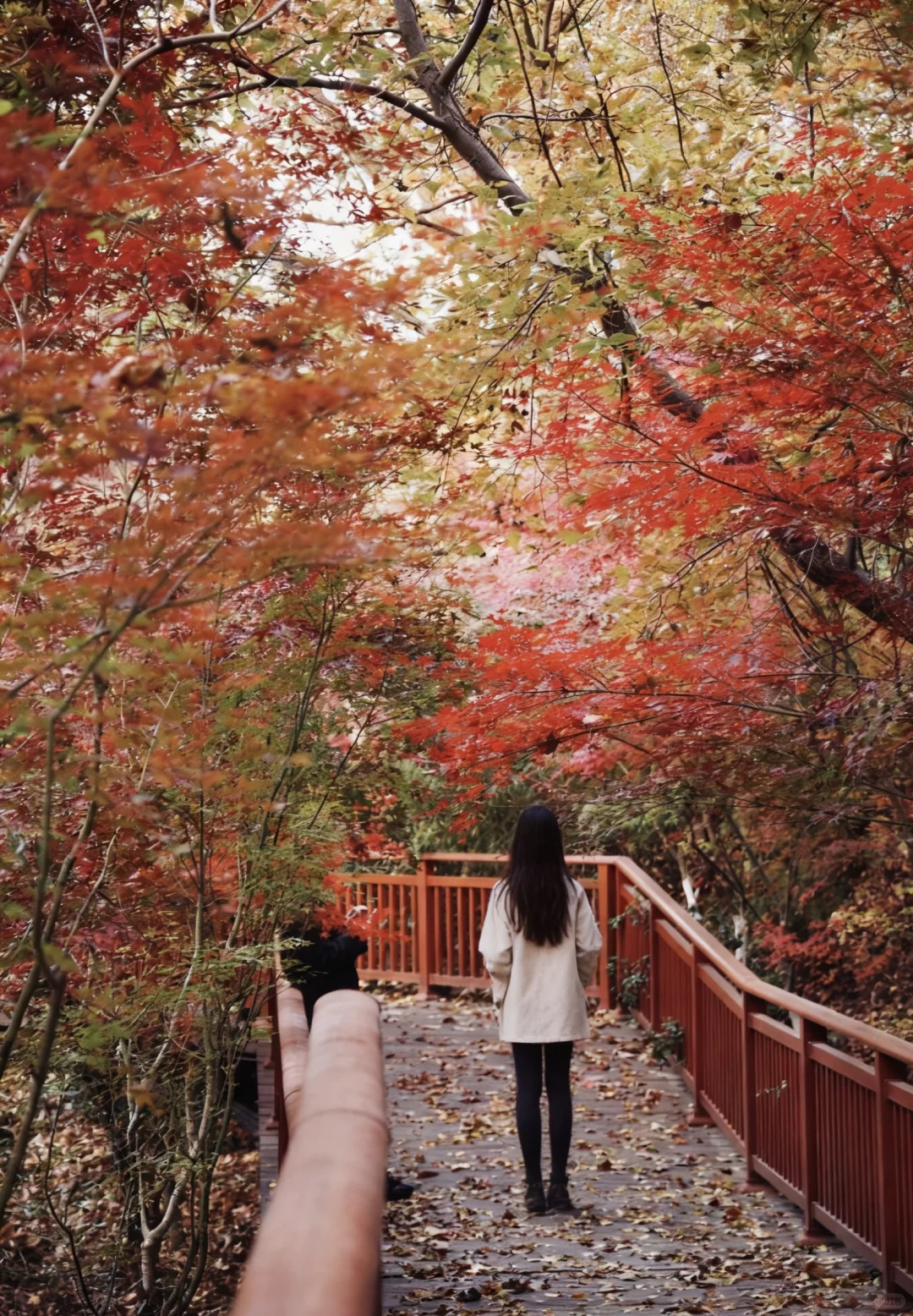 南京人带玩3天🍁附攻略🔥广东人哪见过深秋