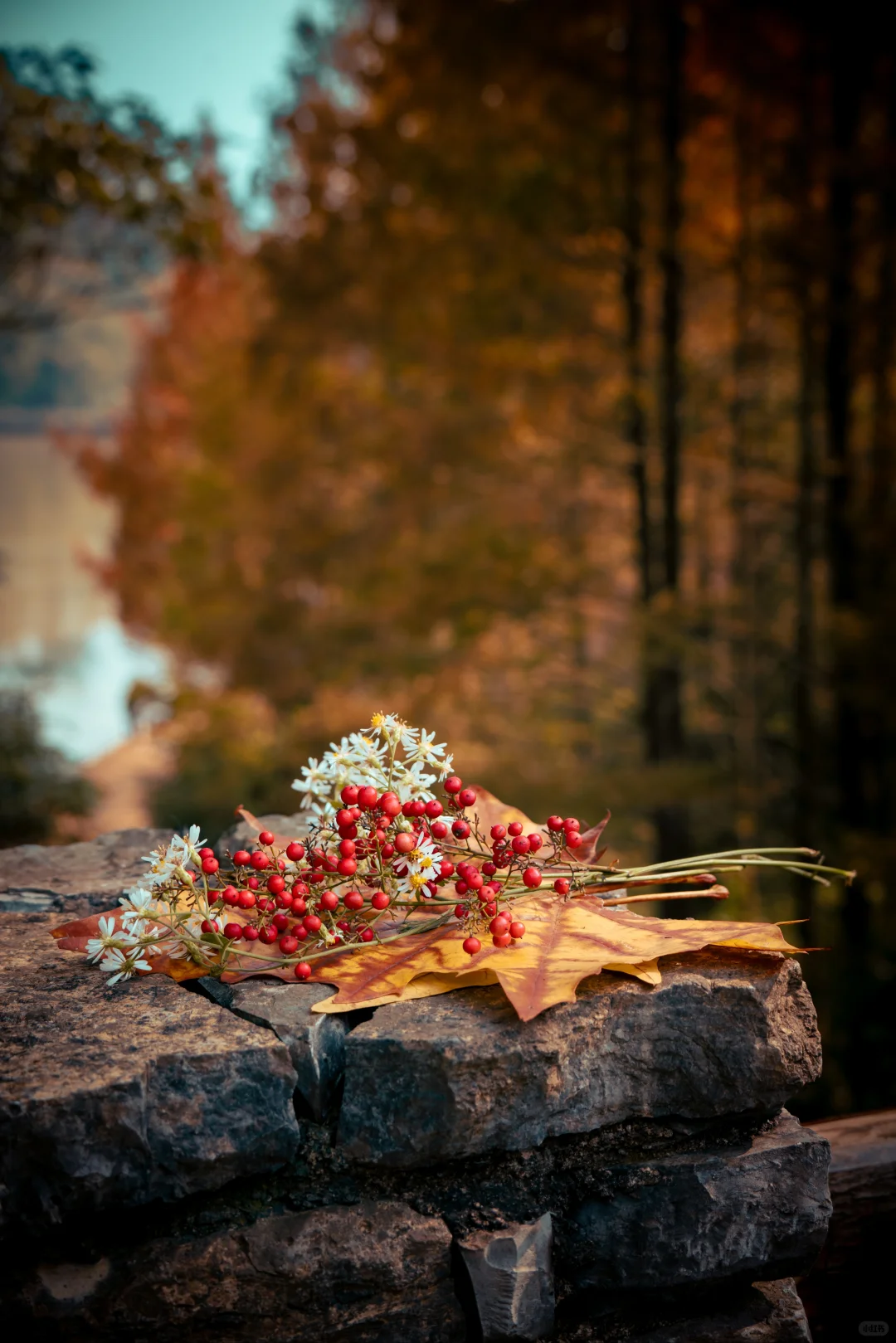 🍂北碚这条免费小众路线藏了整个秋天！