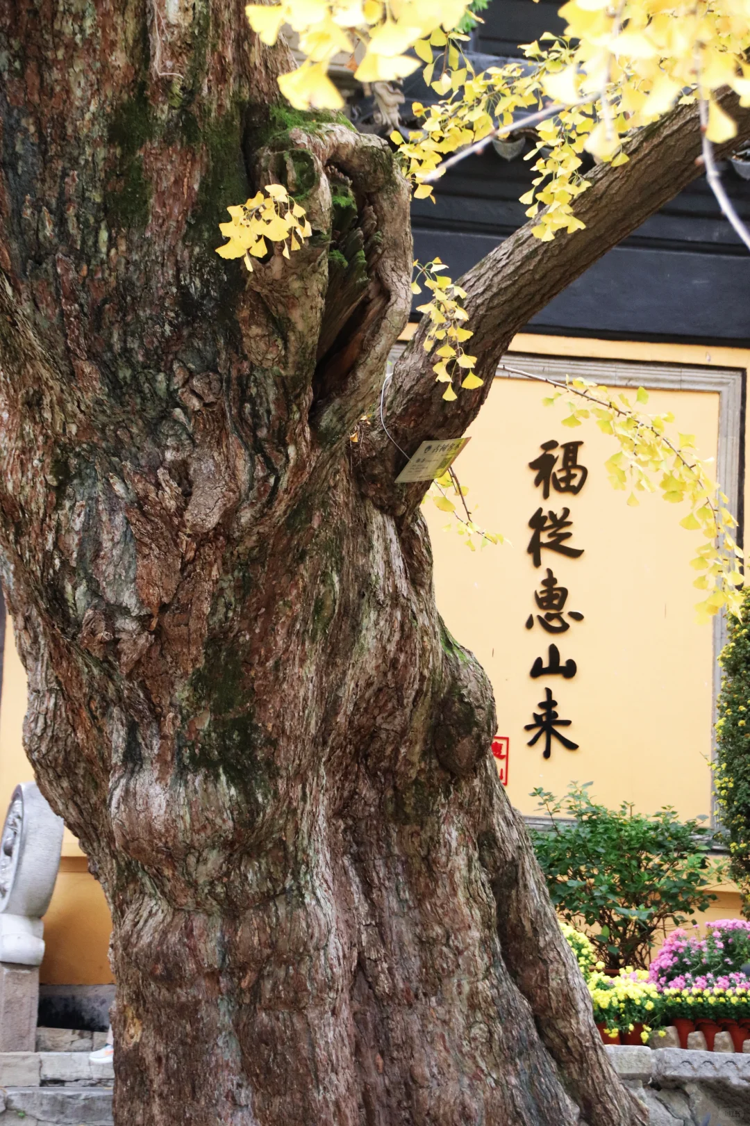 这个季节的惠山古镇,谁来了都要驻足欣赏