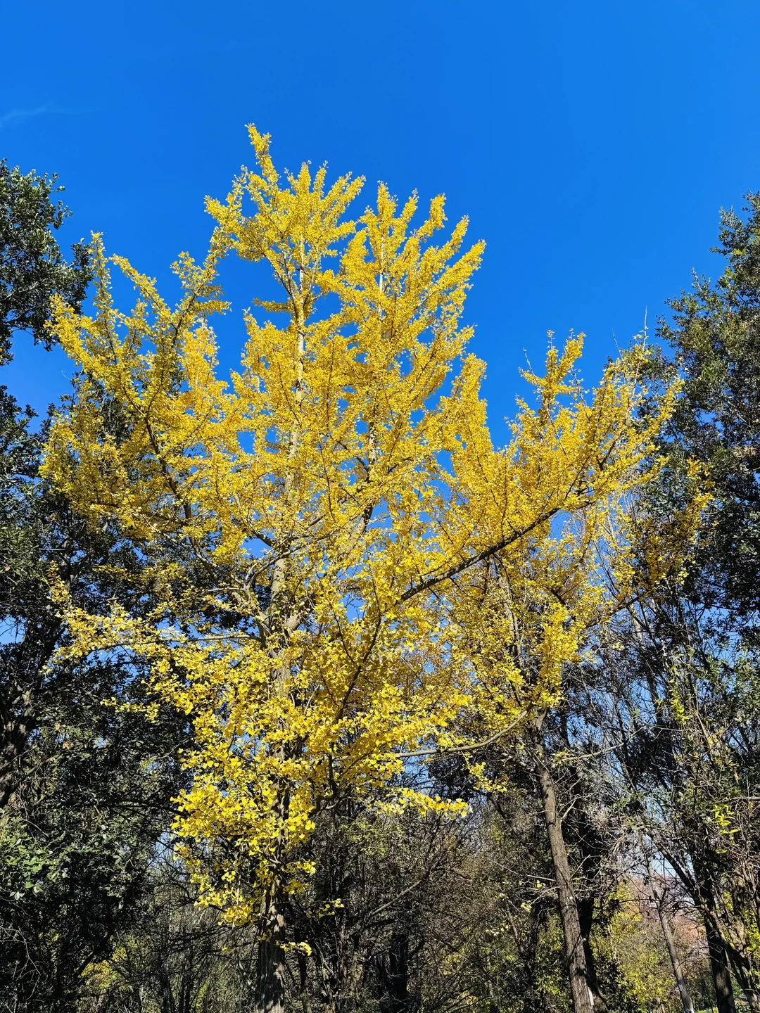 秋天的氛围感，我给满分🍂