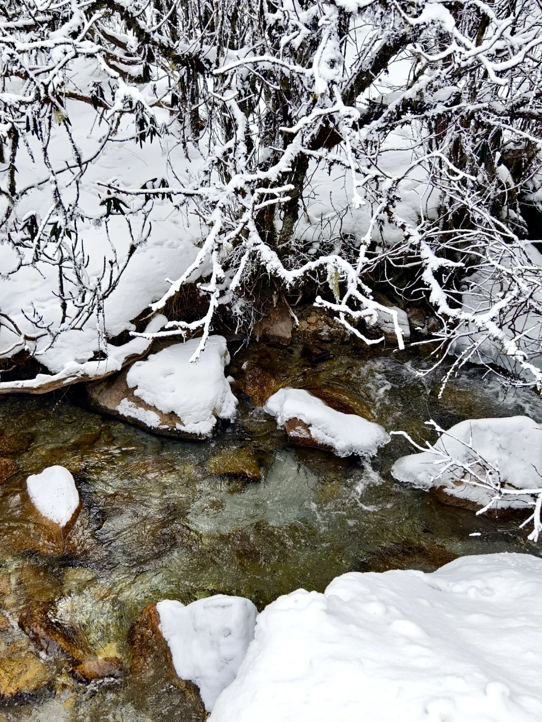 成都周边玩雪日记❄️|又免门票啦
