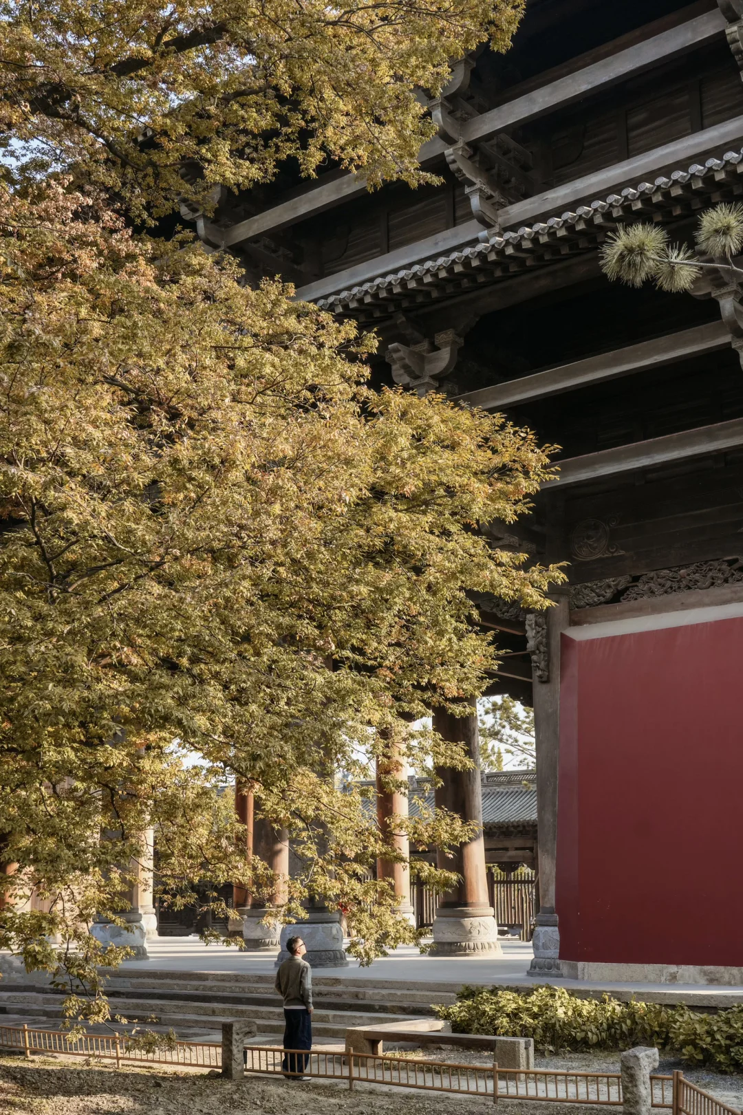 为了这棵1000年银杏，我特意去了趟浙江🍂