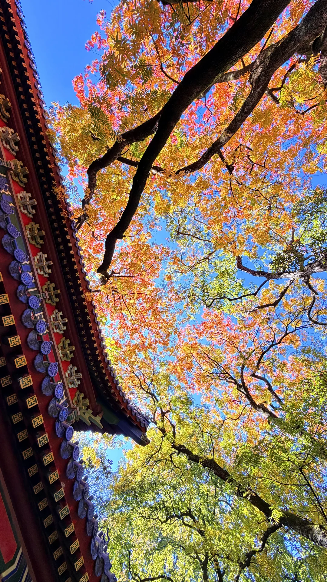 南京灵谷寺，苦等一年，终于看到了彩虹树！！！！