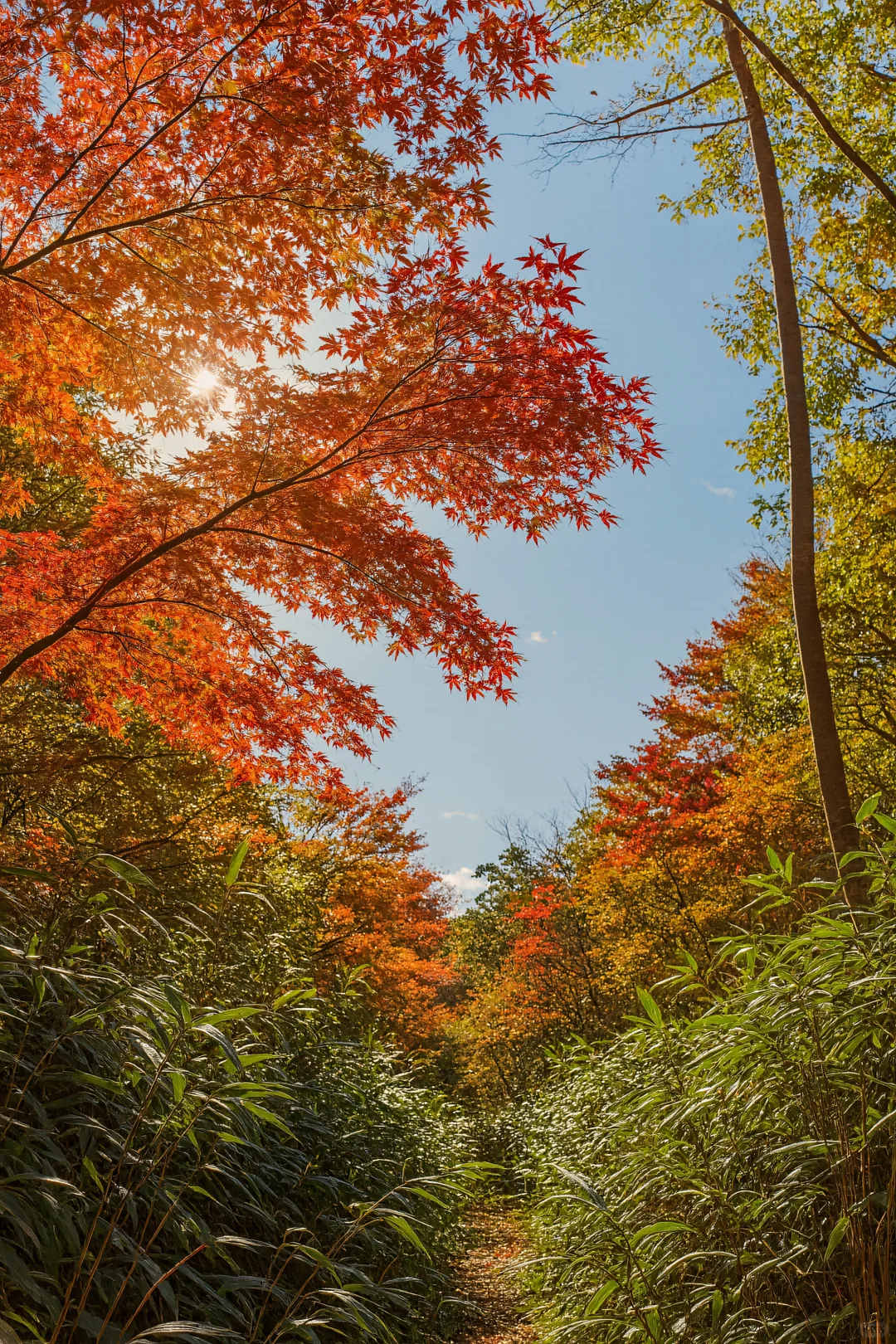 四明山绝了！秋天被它拿捏了