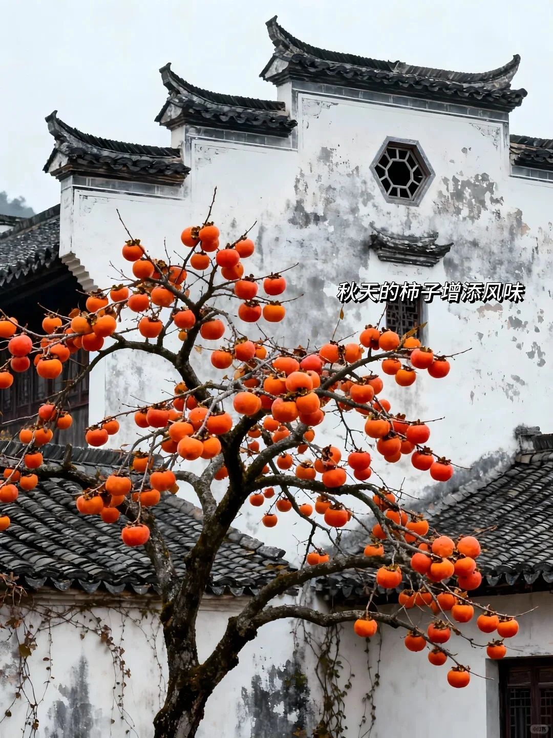 今年11~12月，只带娃去一个地方：徽州赏秋！🤩