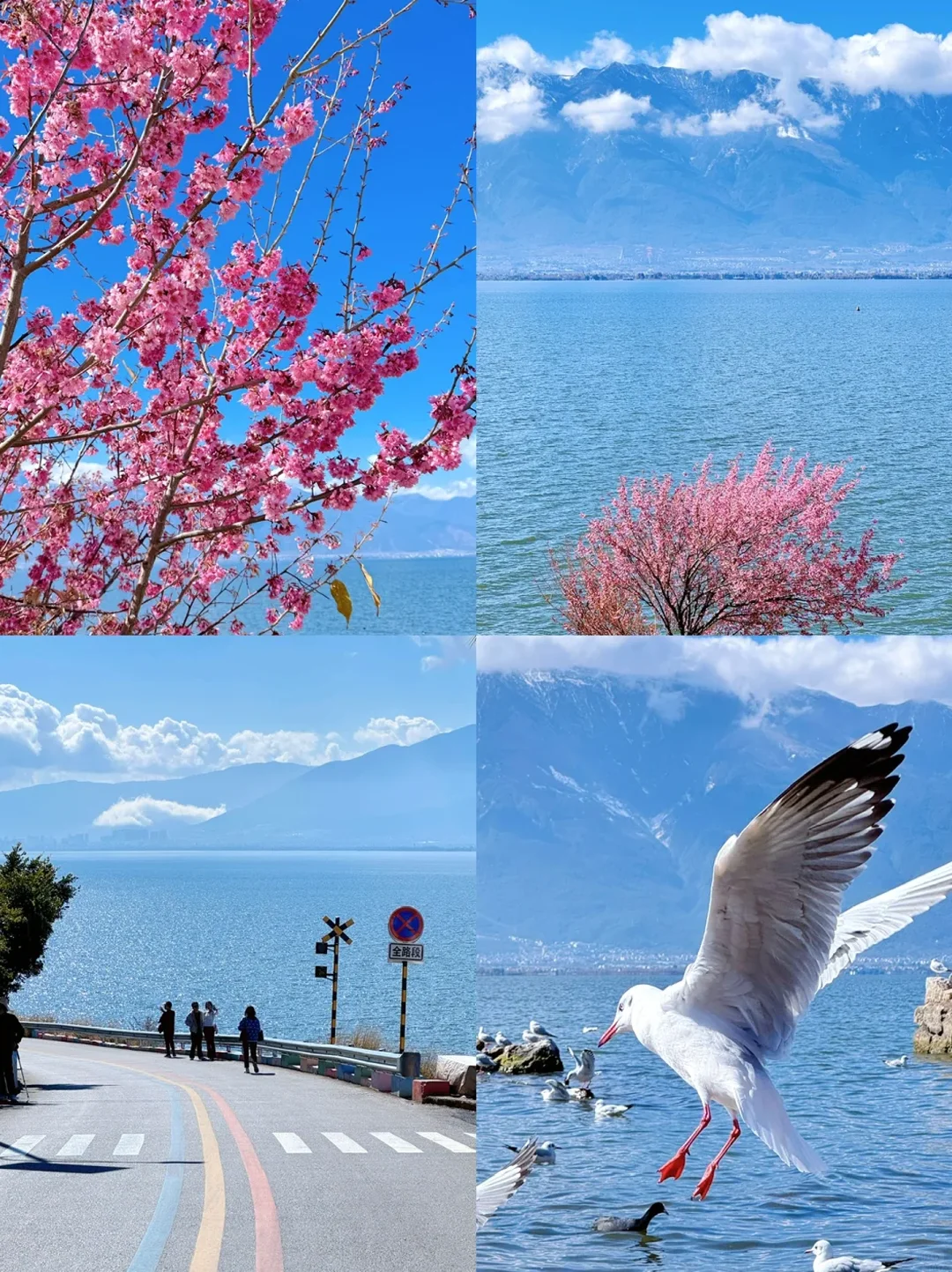 云南旅游攻略|12~2月出行保姆级指南✅