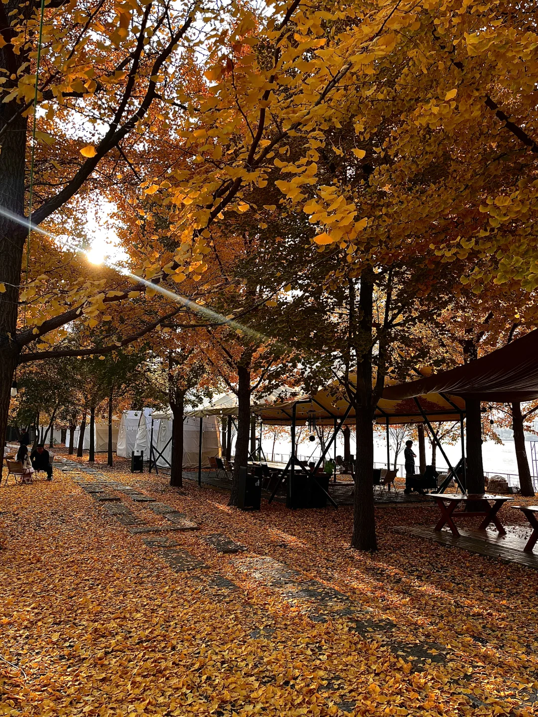 11.12实况|临沂的秋天已经美到next level了