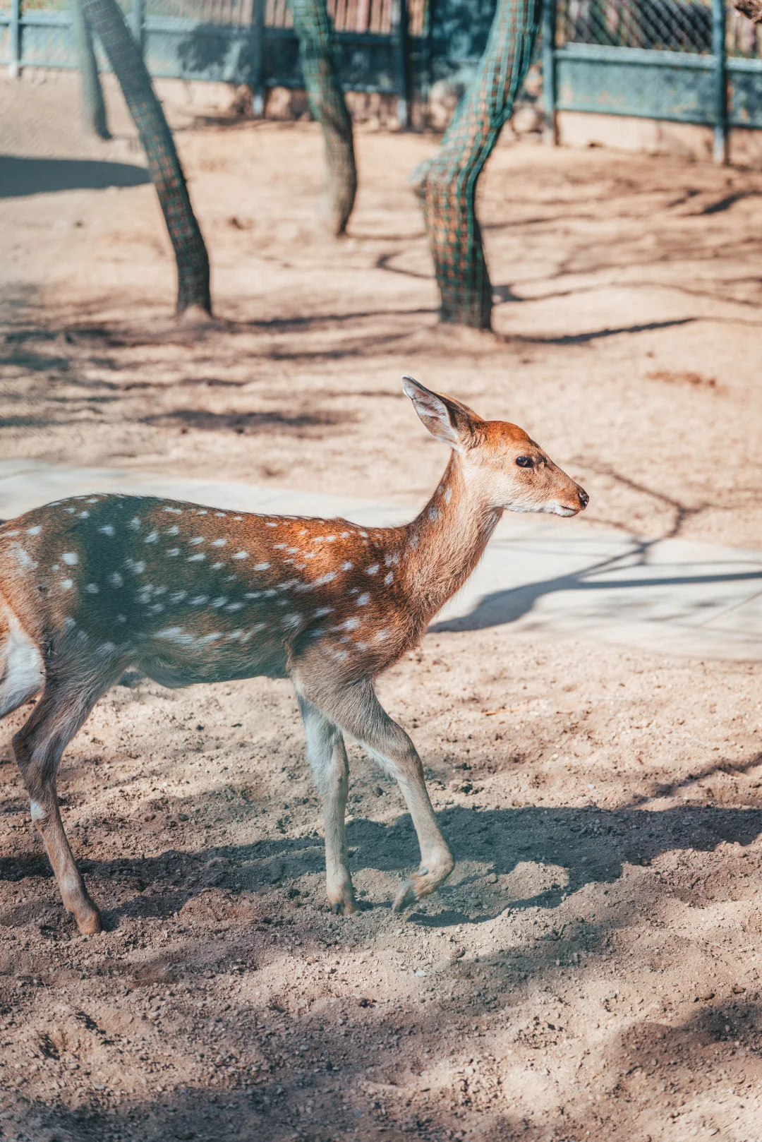 避暑山庄,不太值的5A景区