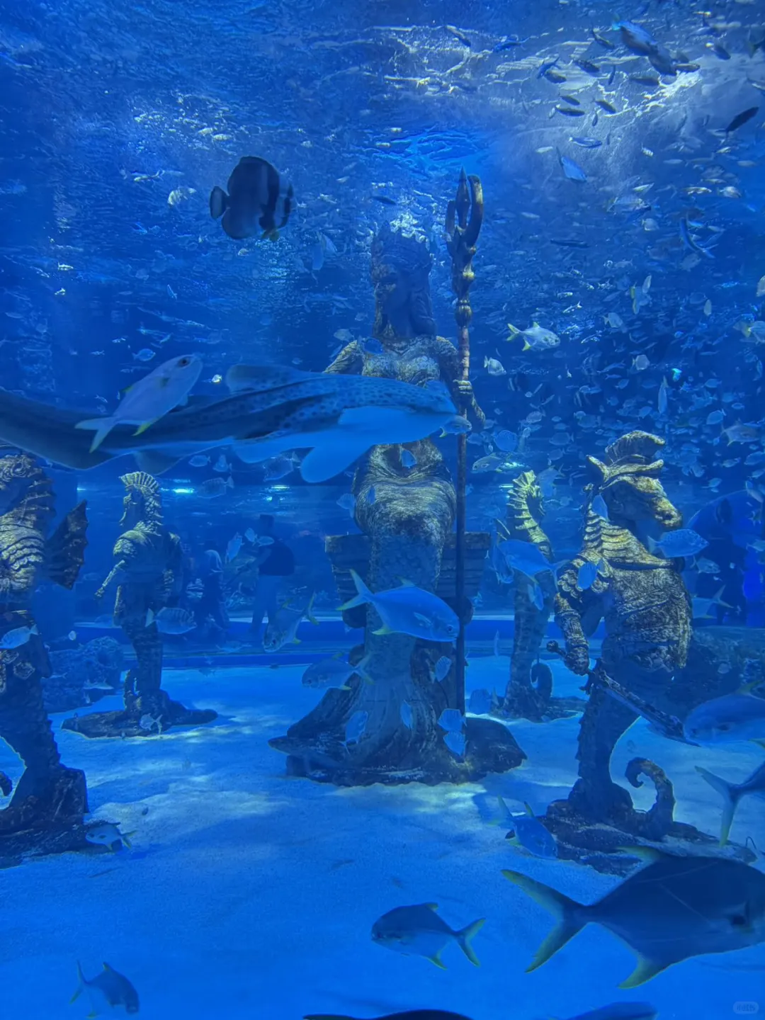 🐧哈尔滨极地公园顶流合集！一天玩够核心亮