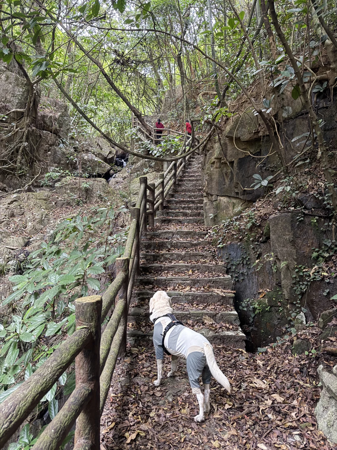 你问我厦门同安遛狗有多爽？ 如图所示！！