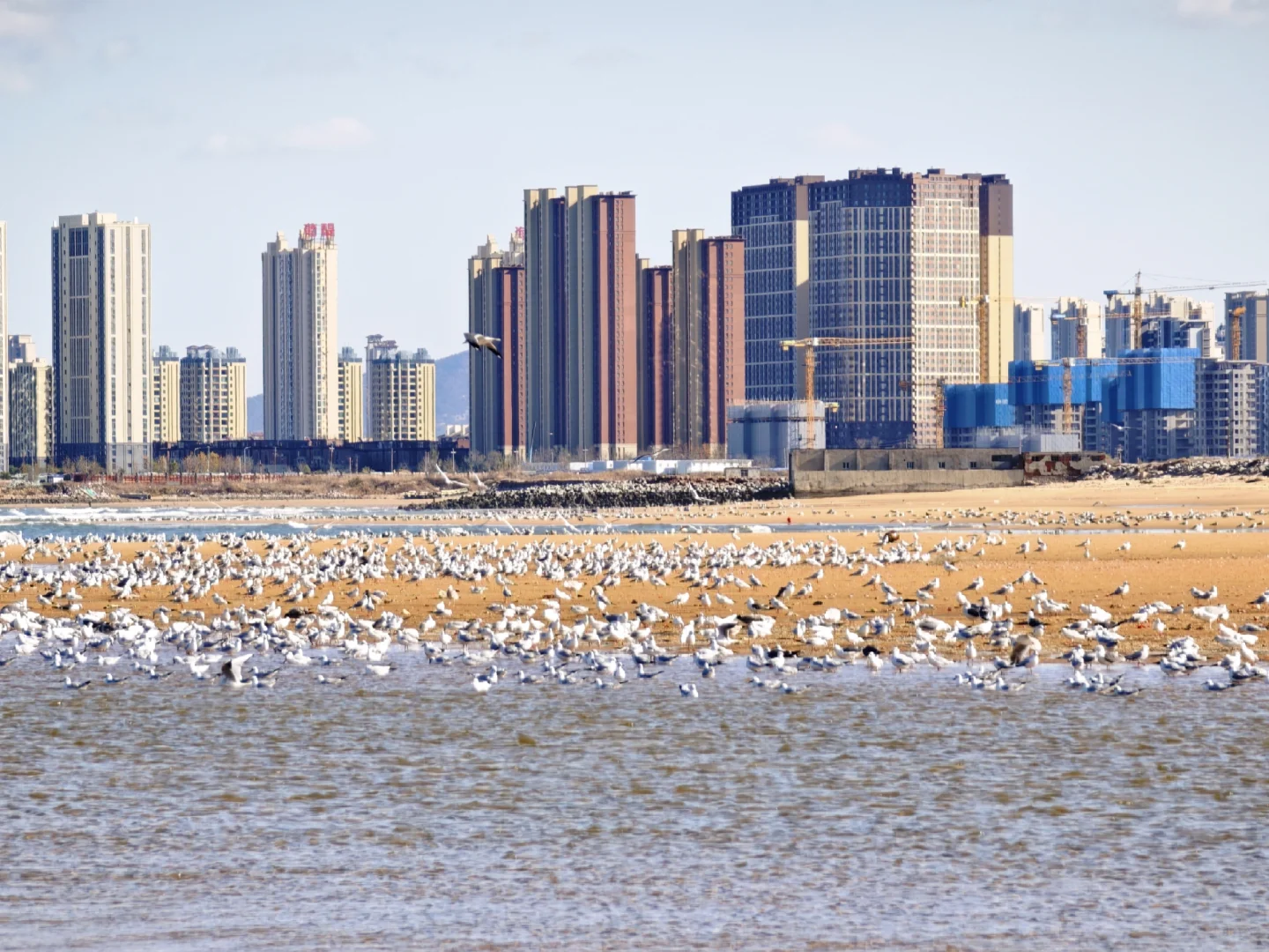 一人认养一只海鸥，起名字吧🐦