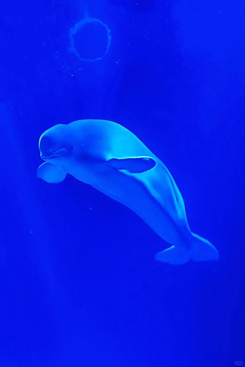 🐧哈尔滨极地公园顶流合集！一天玩够核心亮