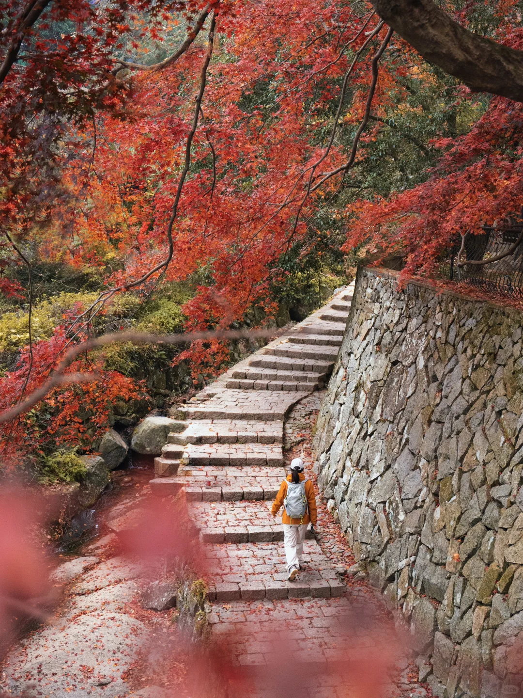2025.11.20|莫干山的秋天红枫🍁杀疯了‼️
