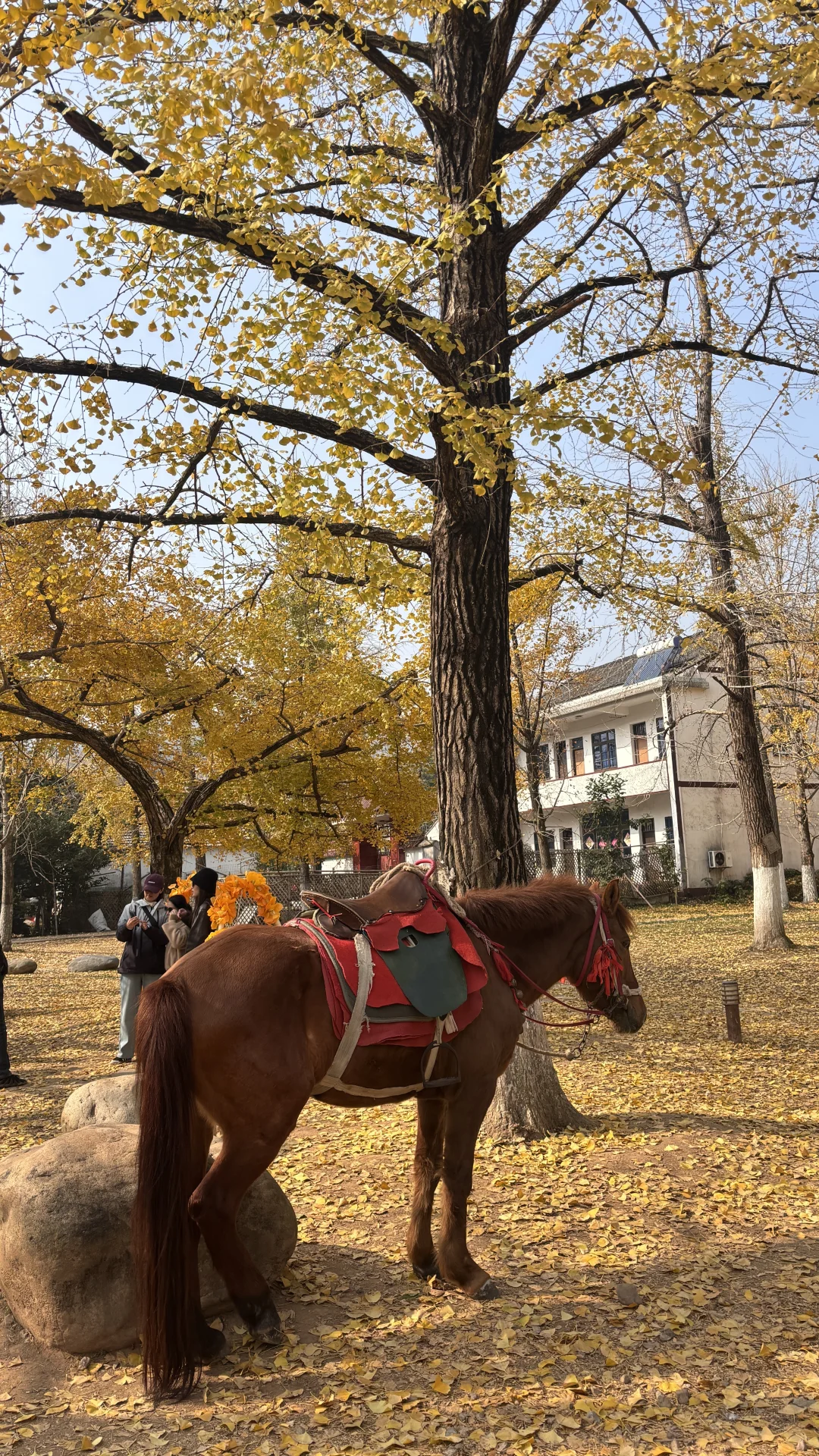 长兴八都岕十里银杏长廊去之前觉得一般