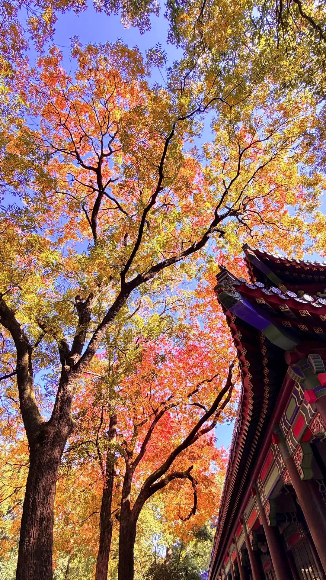 南京灵谷寺，苦等一年，终于看到了彩虹树！！！！