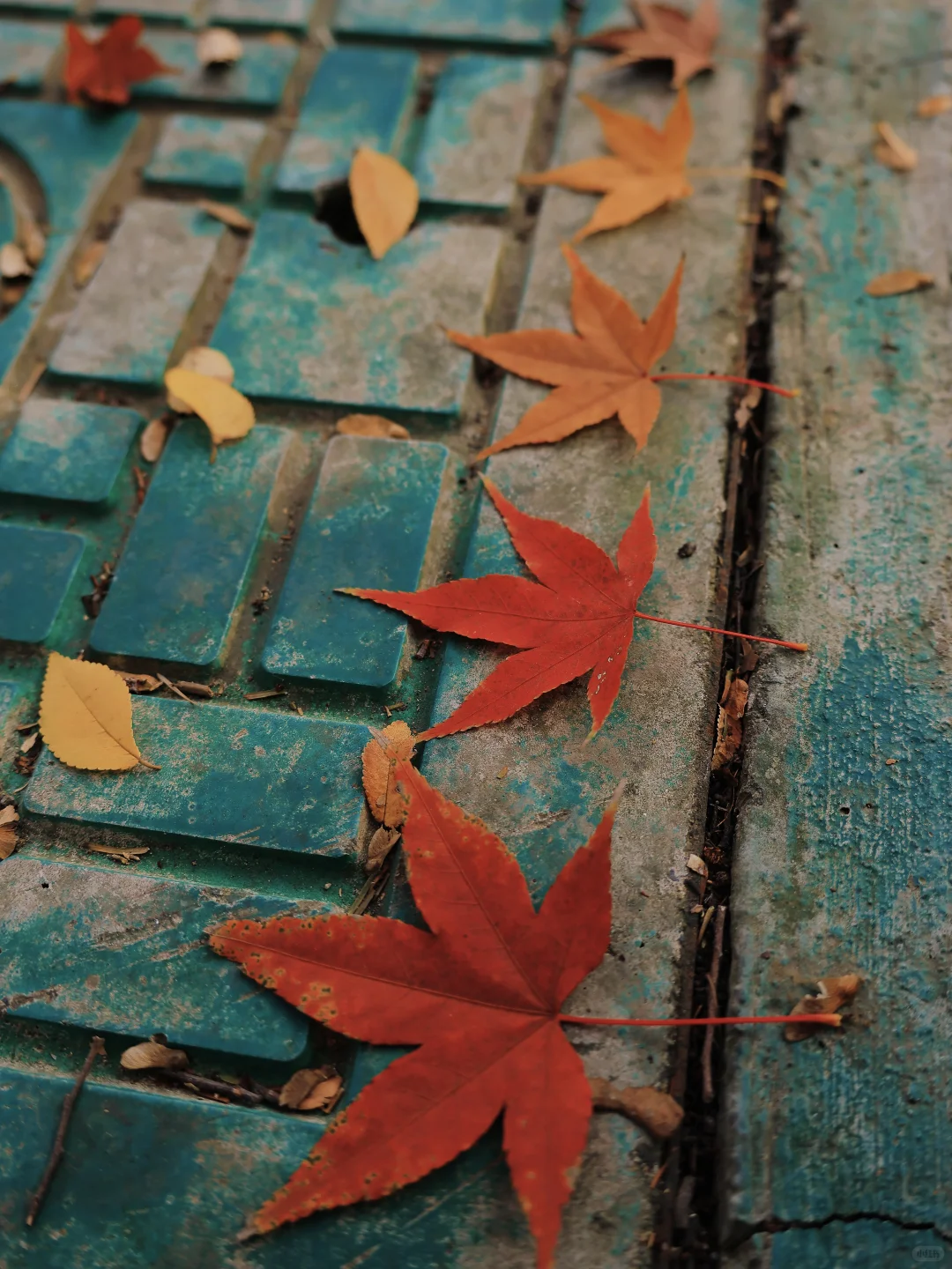 虎丘湿地公园|封神的水杉与红枫🍁,附全攻略