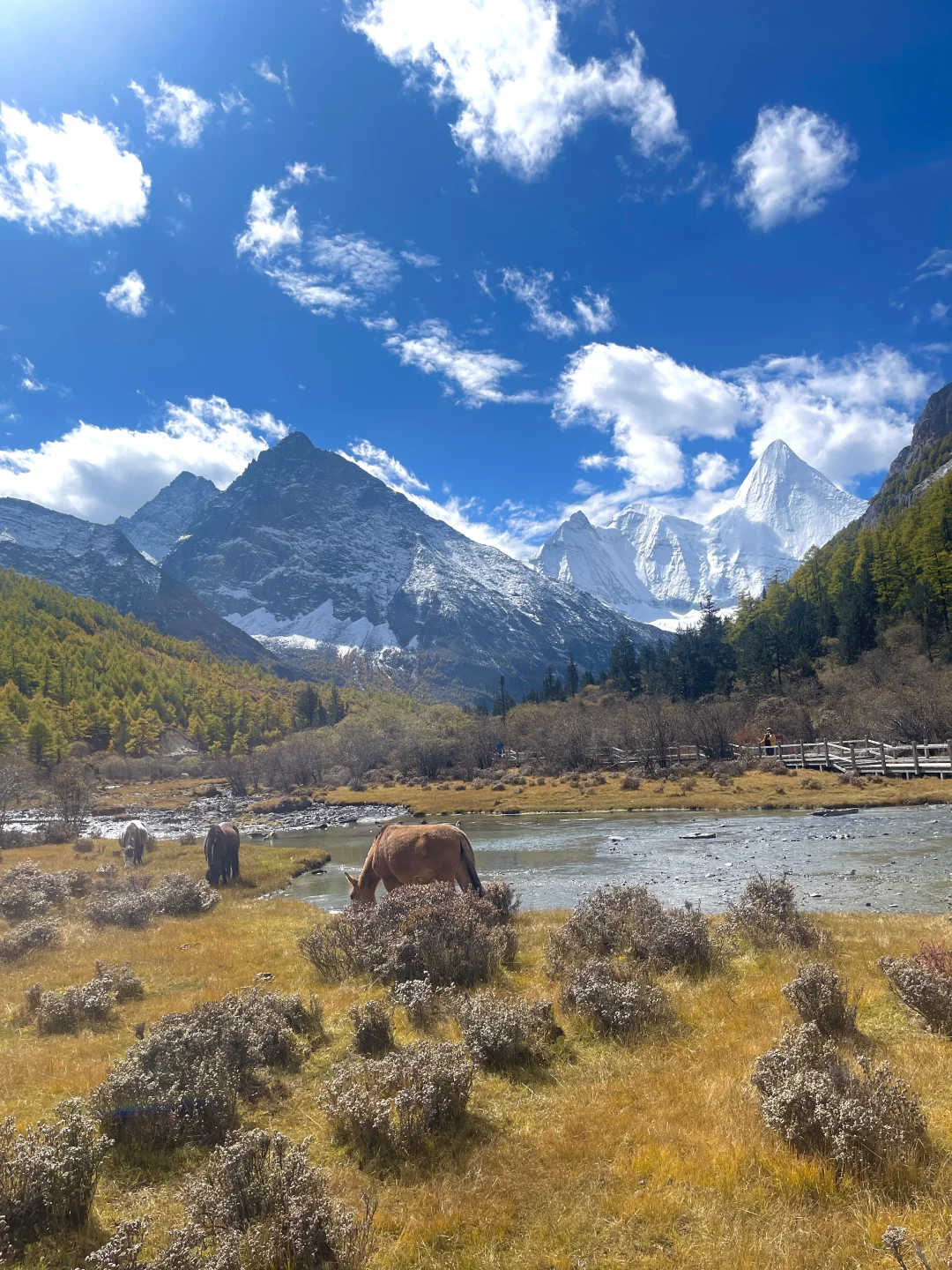稻城亚丁的秋天，是上帝打翻的调色盘！🏔️