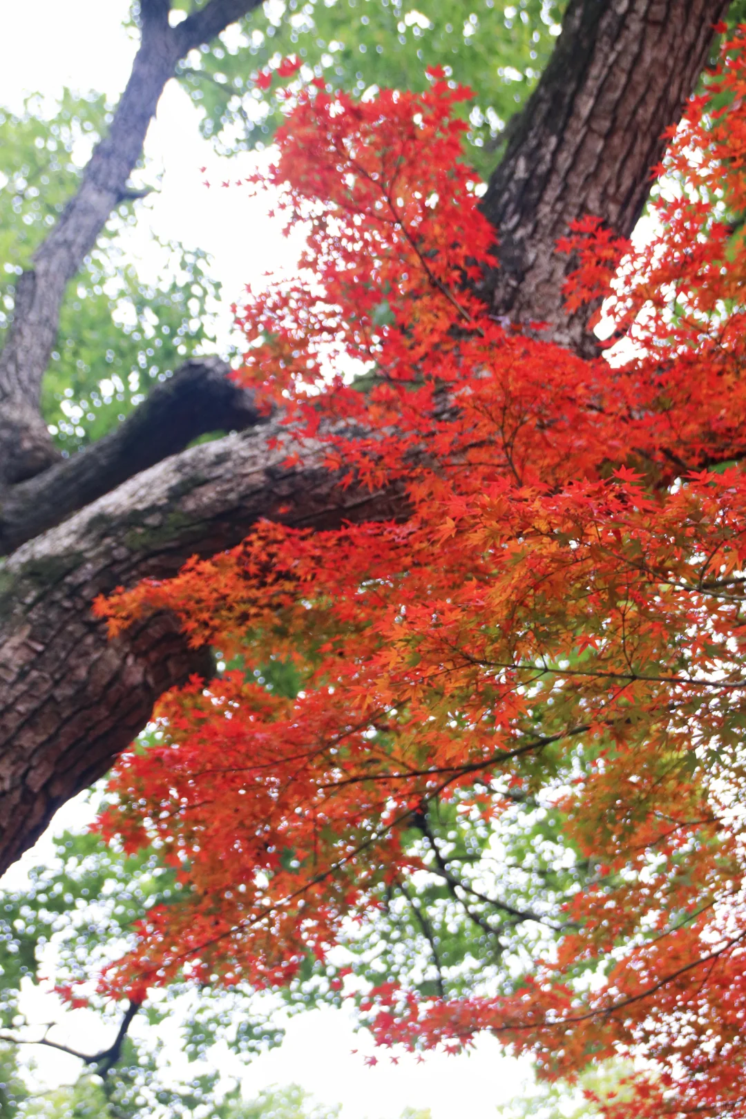 这个季节的惠山古镇,谁来了都要驻足欣赏
