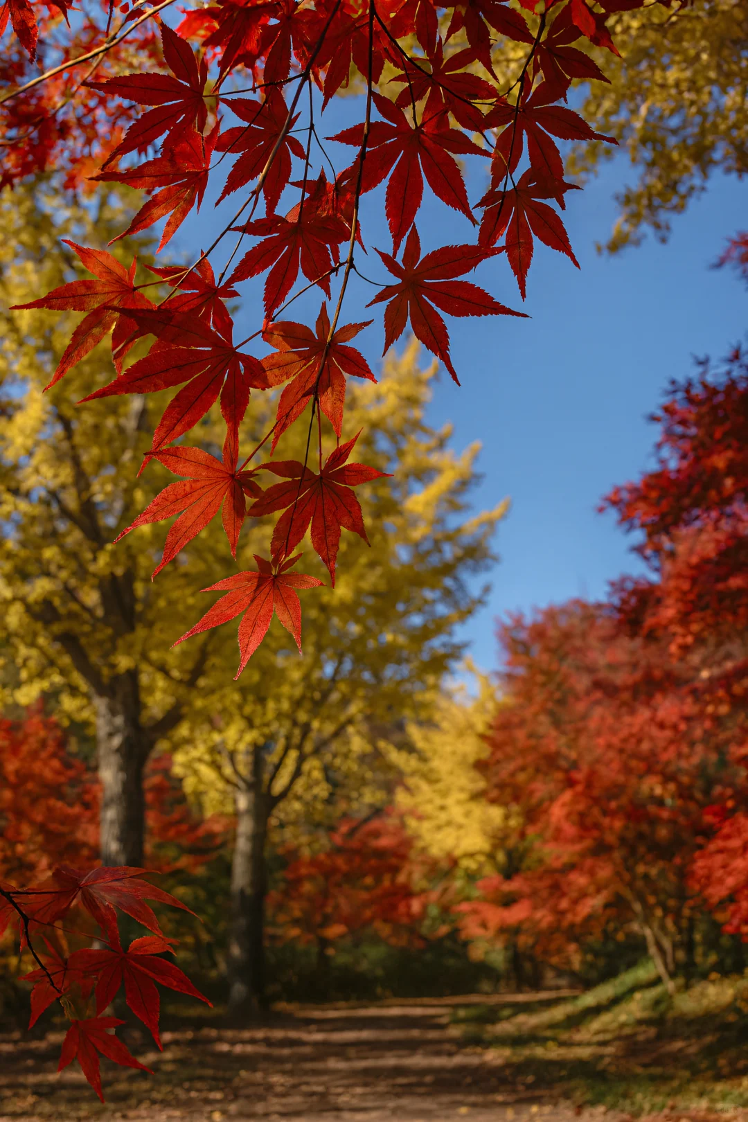 四明山绝了！秋天被它拿捏了