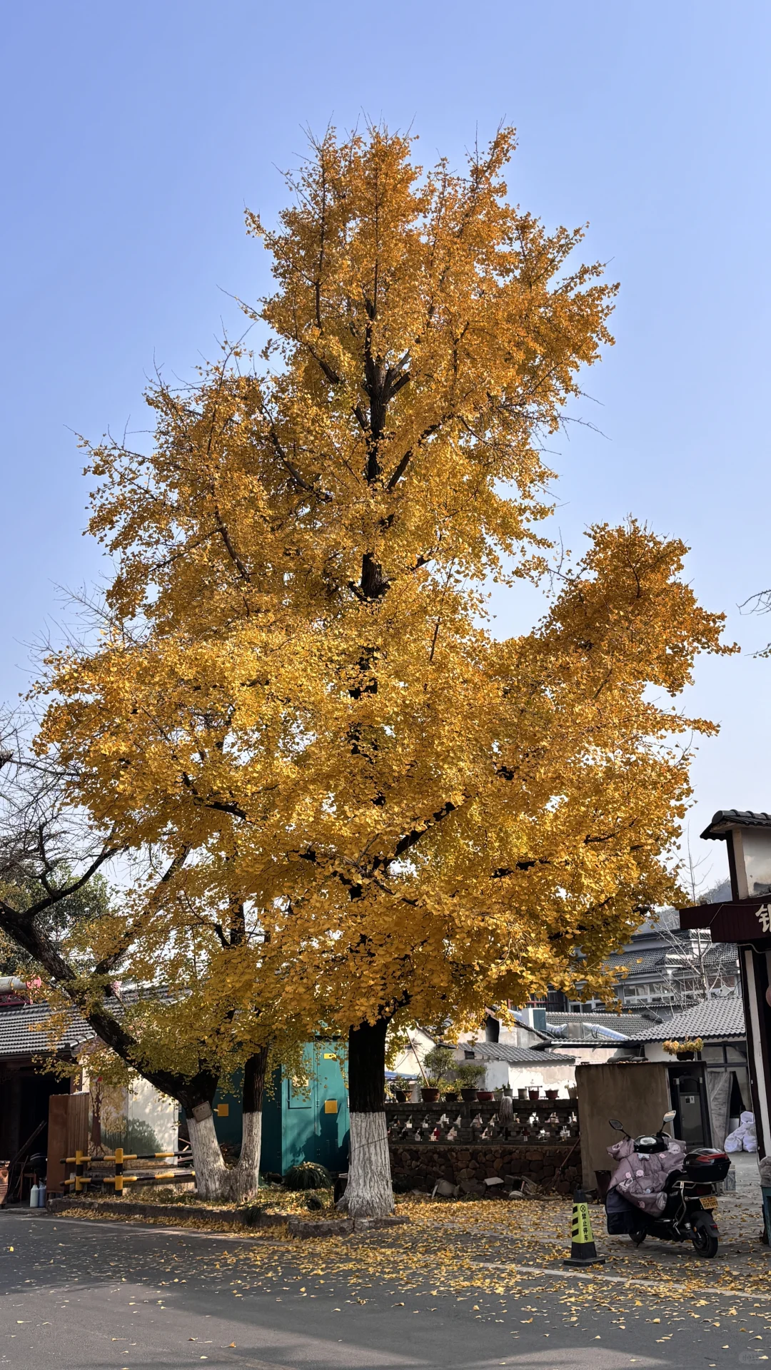 长兴八都岕十里银杏长廊去之前觉得一般