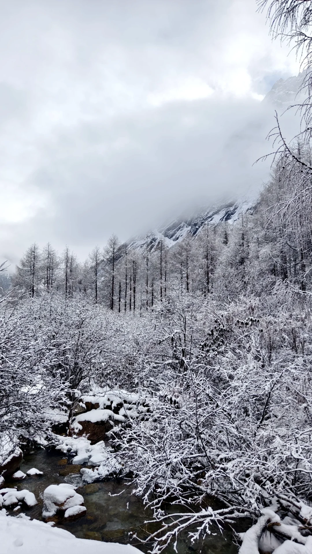 成都周边玩雪日记❄️|又免门票啦
