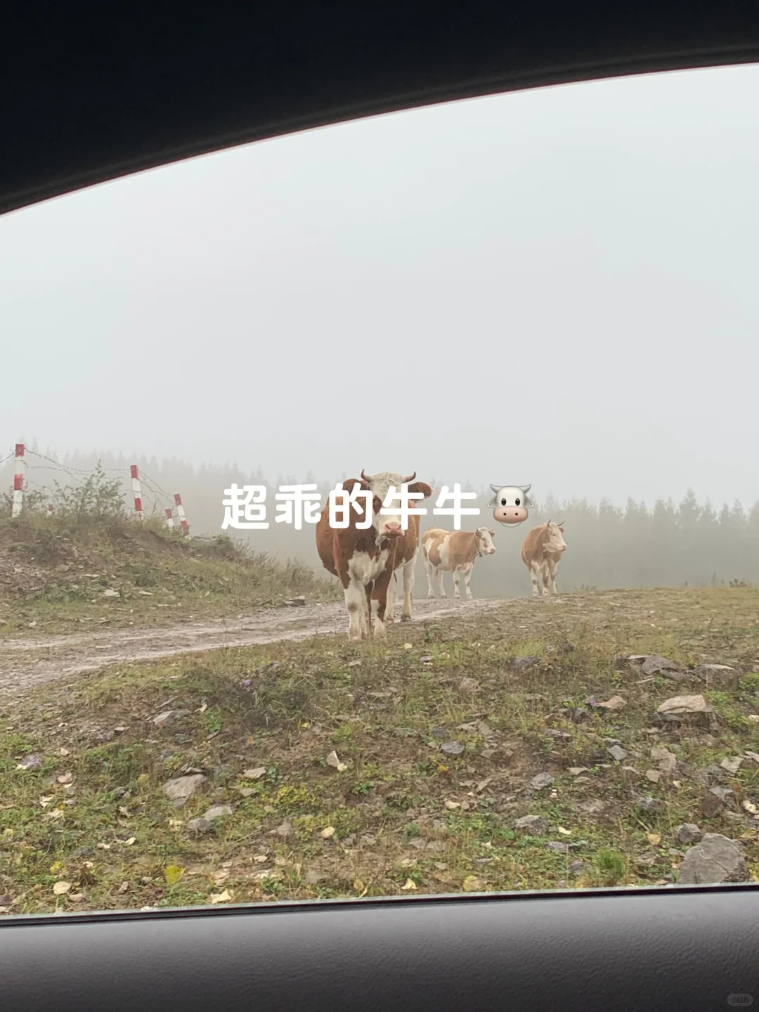 避开人潮！山西 “小阿勒泰” 人少景美🌲